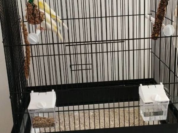 Canaries cage