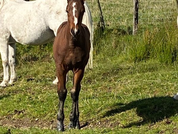 Connemara Colt Foal