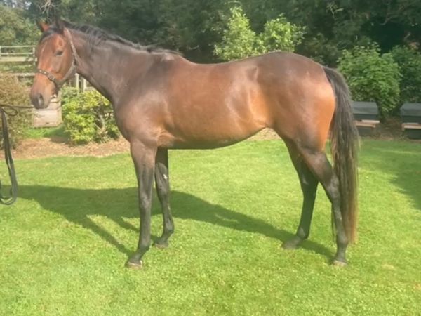 Thoroughbred Filly 3 years old