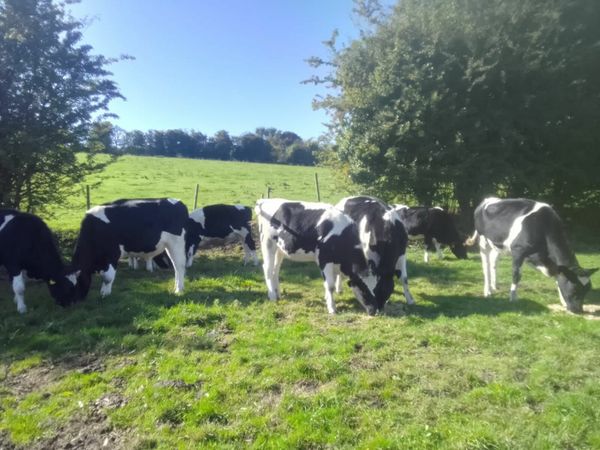 Maiden Friesian Heifers fit to Serve