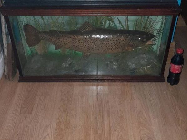 2 taxidermy trout