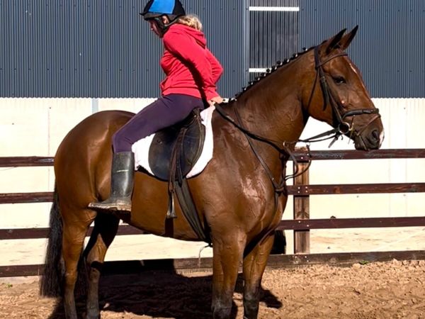 Quiet and Easy 16.2hh 7 yr old gelding