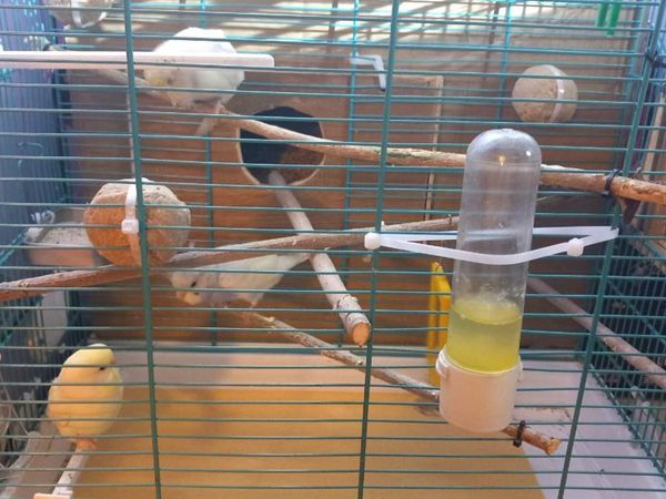 Budgies and cages for sale