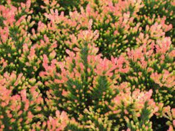 Heathers in variety of colours