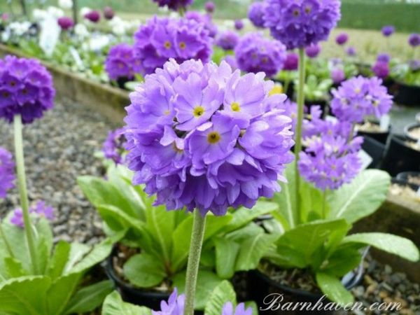 Drumstick primulas in many colours