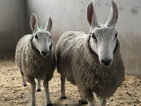 PBNR Border Leicester Ram Lambs