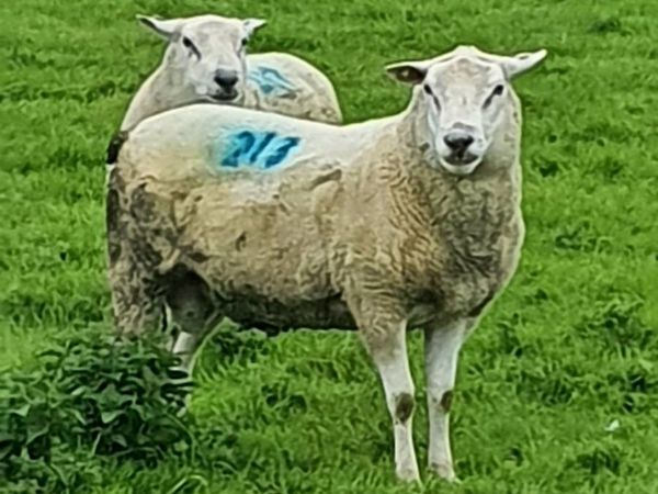 Belclare hoggets for sale