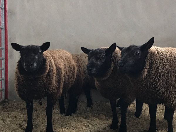 Registered Pedigree Blue Texel Ram Lambs