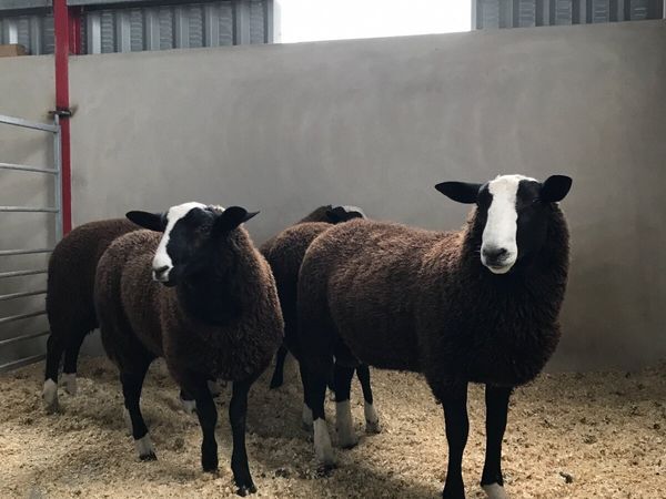 PBNR Zwartble Ram Lambs