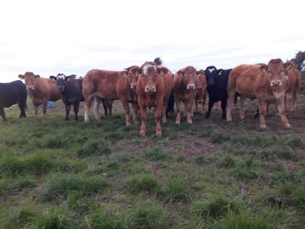 Year old Heifers and Bullocks