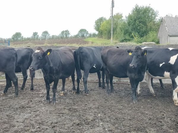 7 frx in calf heifers all calving ai feb