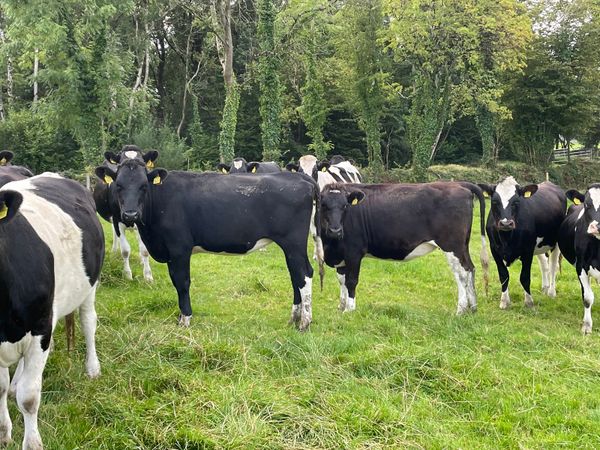 30 In-calf High EBI XBred Heifers