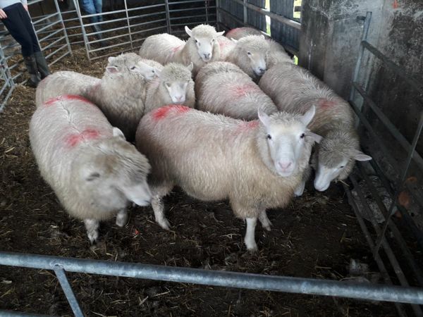 Dorset and texel Ewe lambs