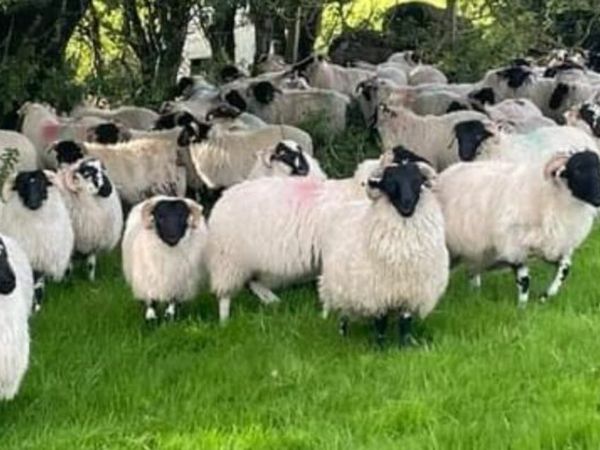 Scotch Wether lambs for Sale