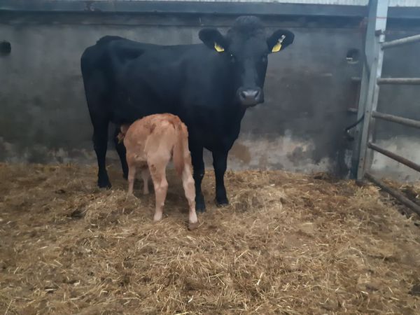 Heifer with calf at foot