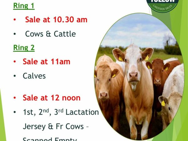 20 Jersey & Fr x Cows  - Tullow Mart