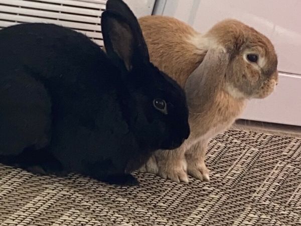 Rabbits for Adoption - seeking loving home