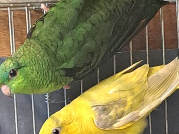 Lineolated parakeets
