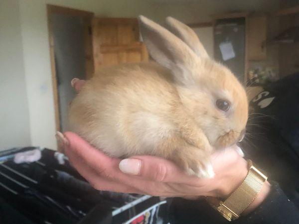 6 RABBITS FOR SALE - 3 MONTHS