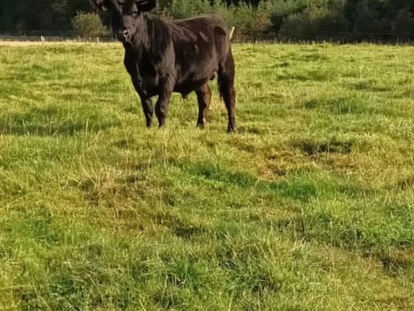 Purebred Aberdeen Angus bull for sale