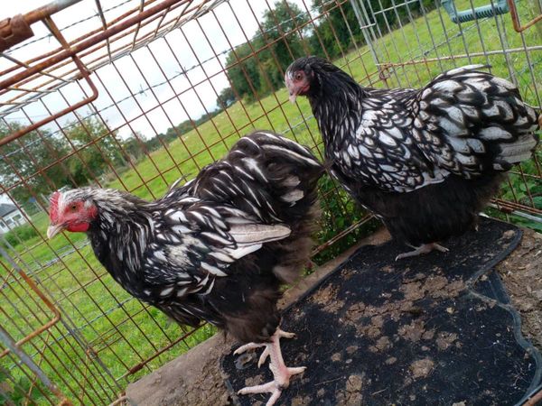 Silver laced orpington
