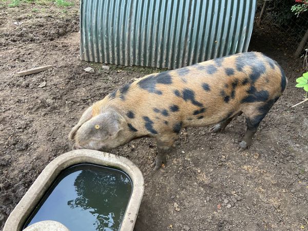 Pedigree registered Oxford Sandy in pig sow