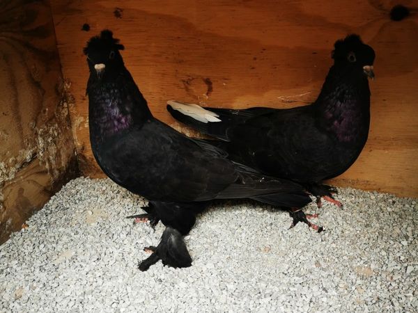 Turkish takla pigeons