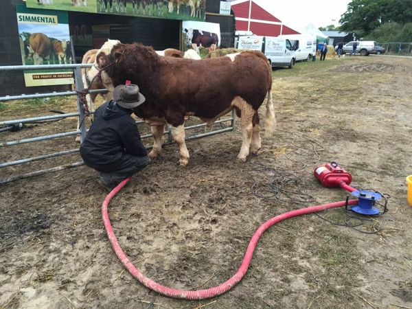 DUAL MOTOR BLOWER FOR PEDIGREE SHOWS EQUINE DOGS C
