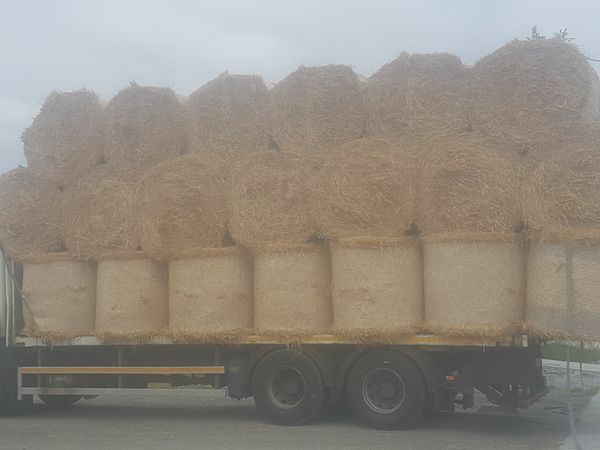Hay and straw