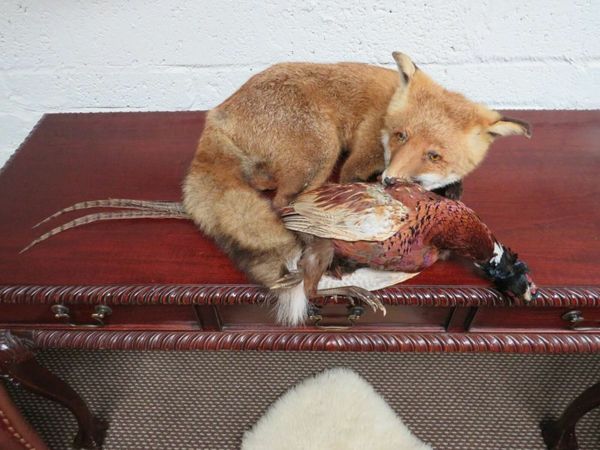 Taxidermy Irish Fox & Pheasant