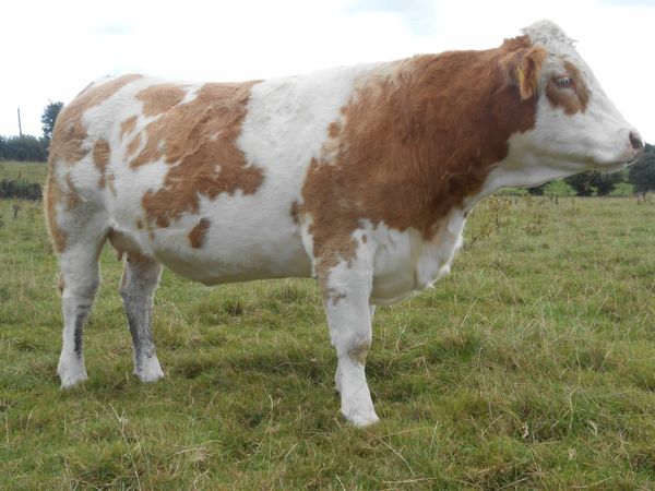 Simmental X Limousin X in calf heifers in Elphin Mart Monday 3rd Oct 2022