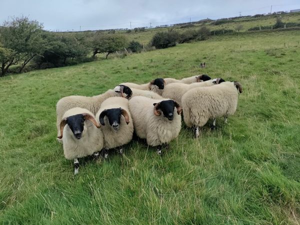 Scottish Blackface Perth Ram Lambs