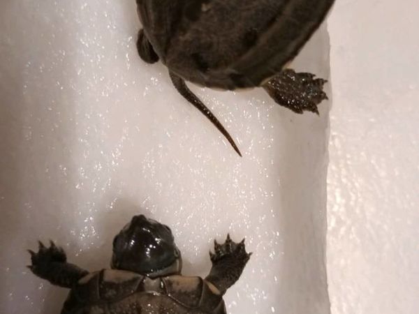 Reeves/Chinese Pond Turtles