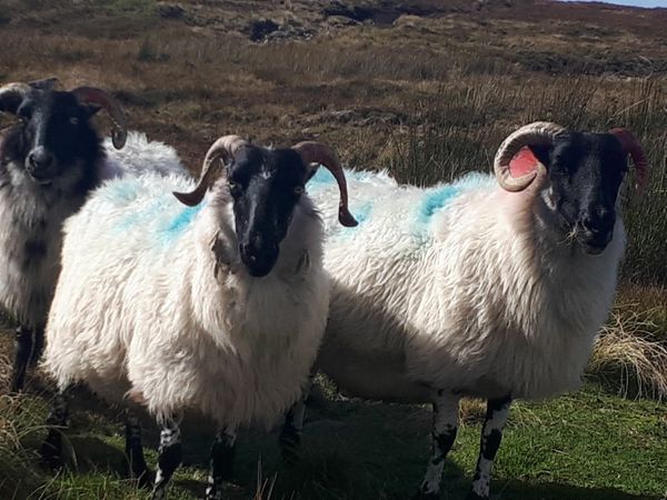 Blackface mayo breeding ewes