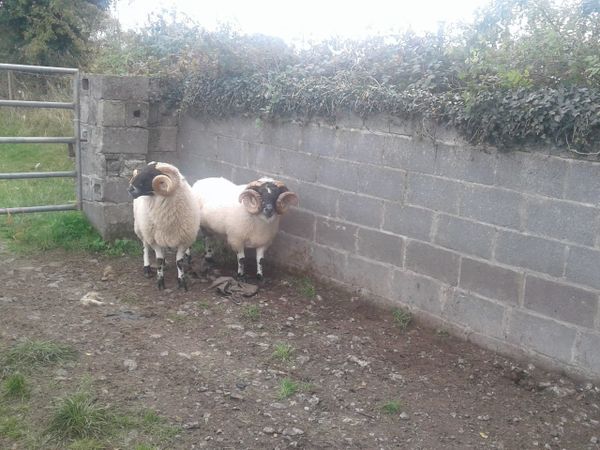 Rams for sale
