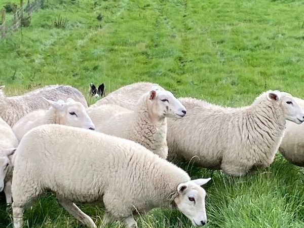 Logie Ewe lambs