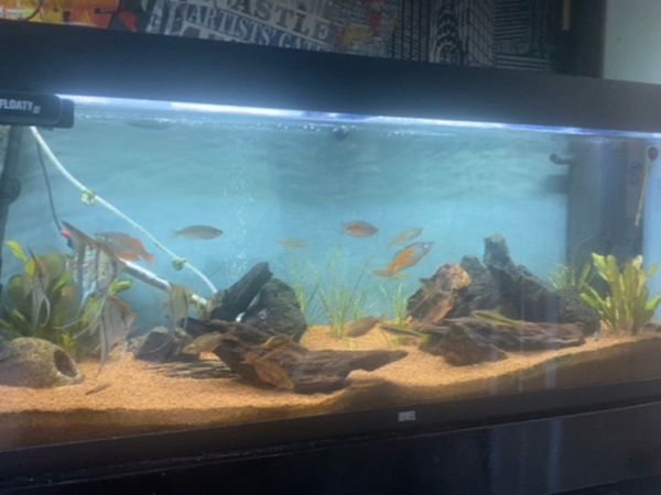Juwel Rio 240 Black Aquarium, fish tank