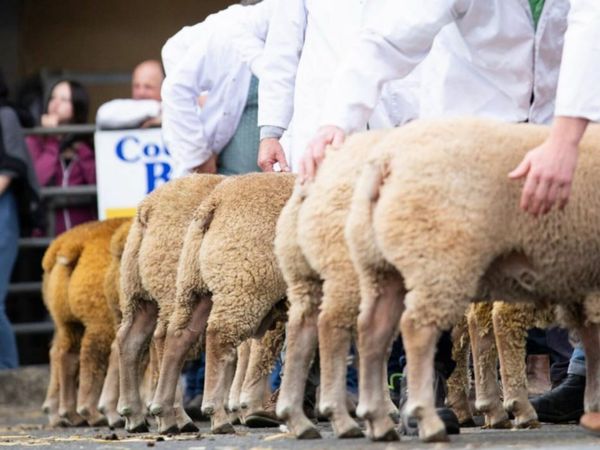 Pedigree Registered Charollais Sheep