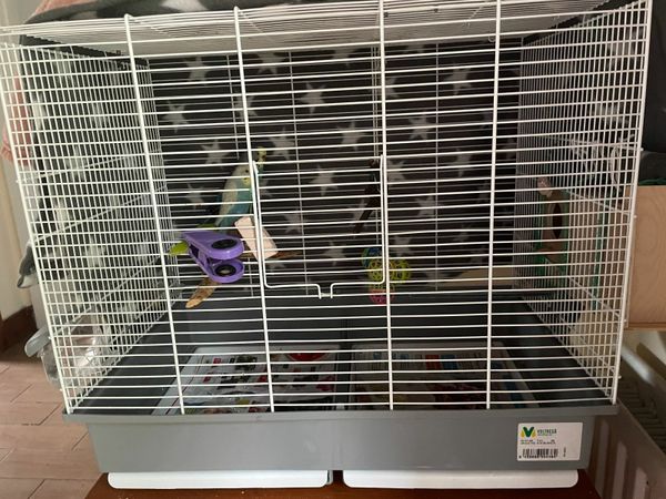 Budgies with Cage