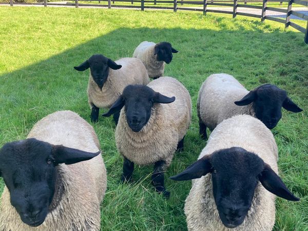 For sale Pedigree Registered Suffolk Ram lambs