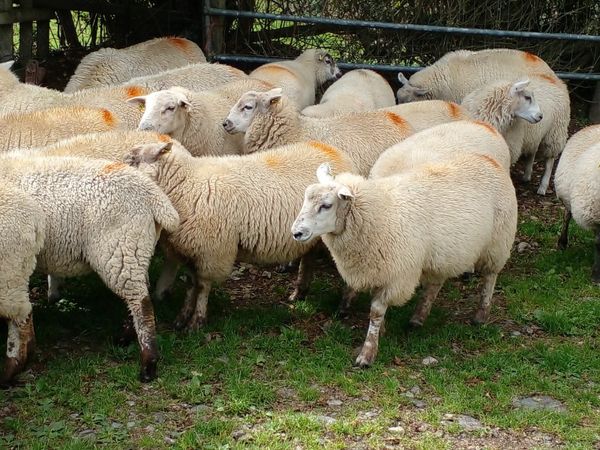 35 quality  ewe lambs