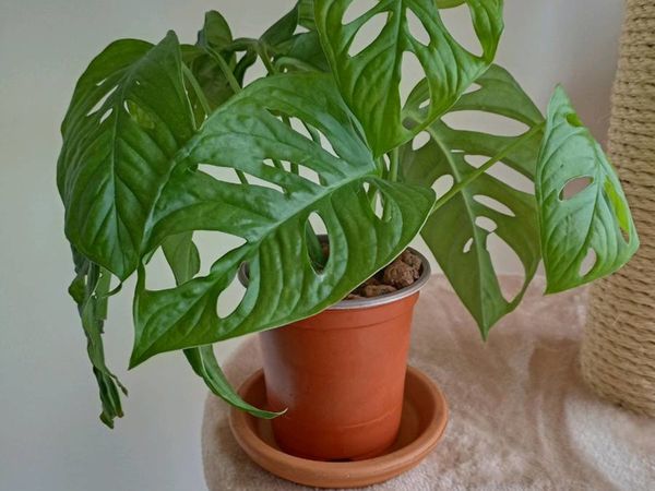 Monstera Adansonii (Monkey Mask) Plant