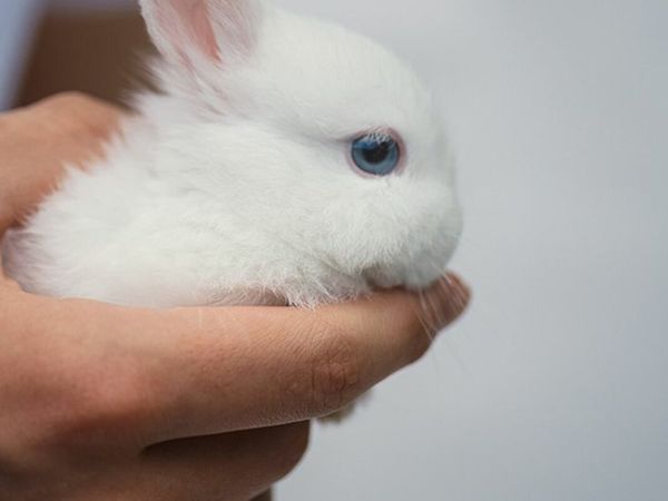 Netherland dwarf white with blue eyes