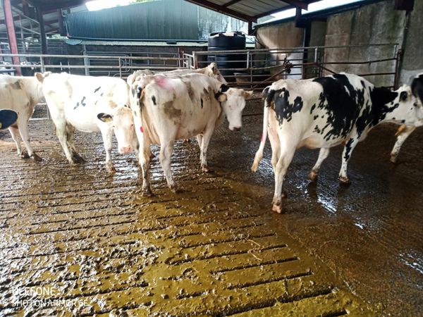 For Sale Livestock dairying