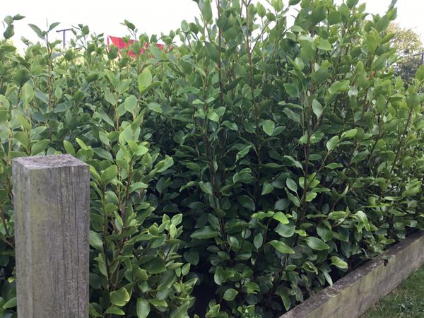 Griselinia hedging