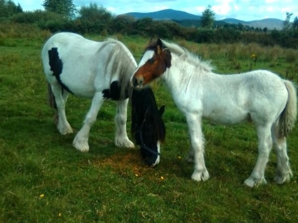 Shires voll Wange Pferd bit mit Waterford Regional Hospital Mund 