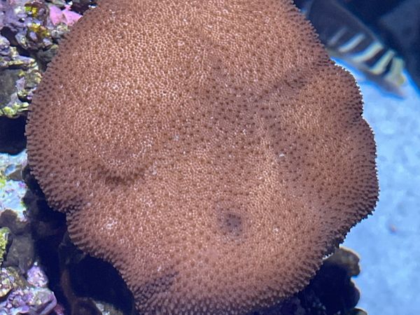 Toadstool coral 5inch