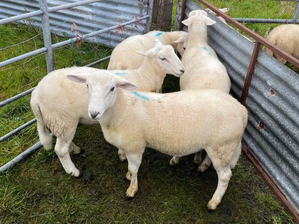 Easycare ram lambs