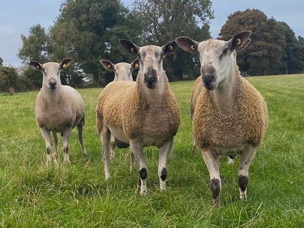 Bluefaced Leicester Hogget Rams