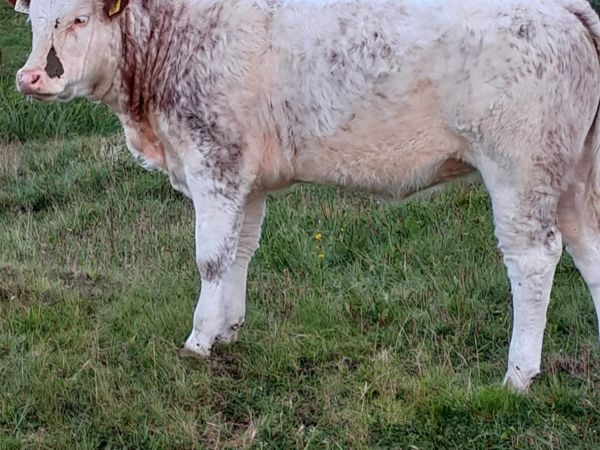 Quality Weanlings For Sale
